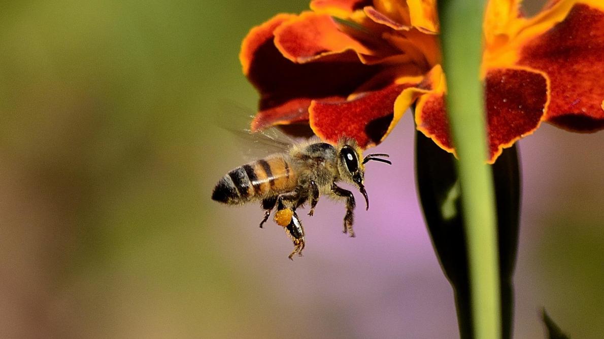 L’Efsa confirme le risque des néonicotinoïdes pour les abeilles