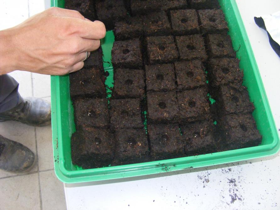 Le semis en mini-mottes est une technique aisée. Comptons 3 à 4 graines par motte.