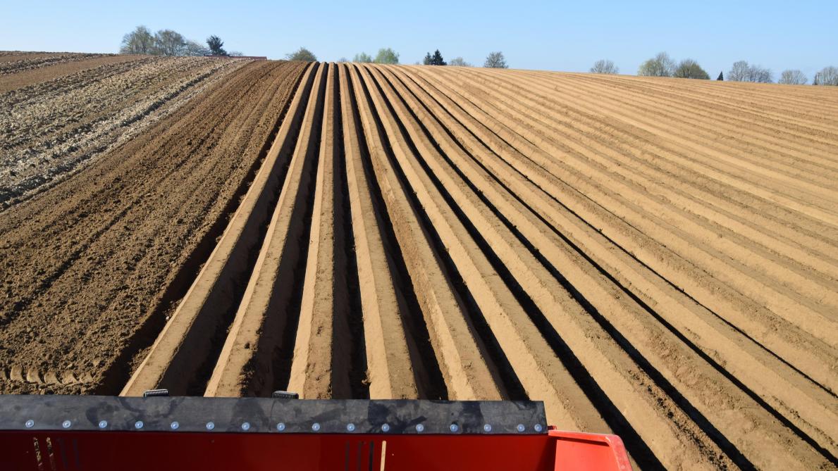 Plantation De Pommes De Terre Prendre Son Temps Et Bien Choisir Son Ecartement Sillonbelge Be
