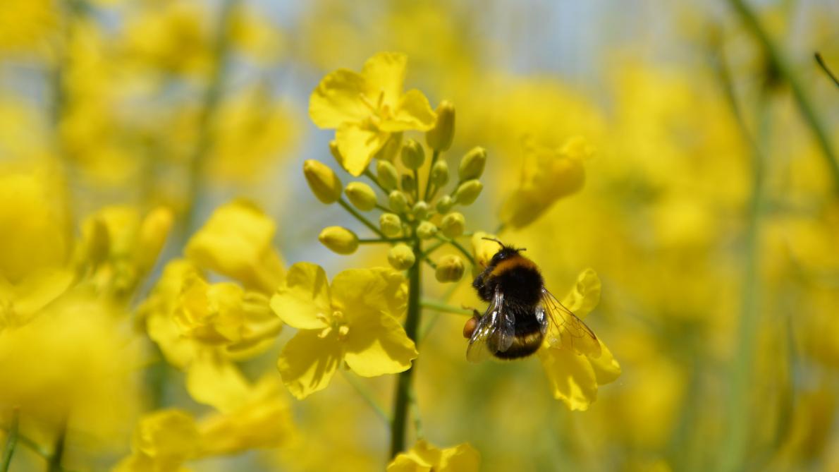L’UE décide d’interdire trois pesticides néonicotinoïdes jugés dangereux pour les abeilles