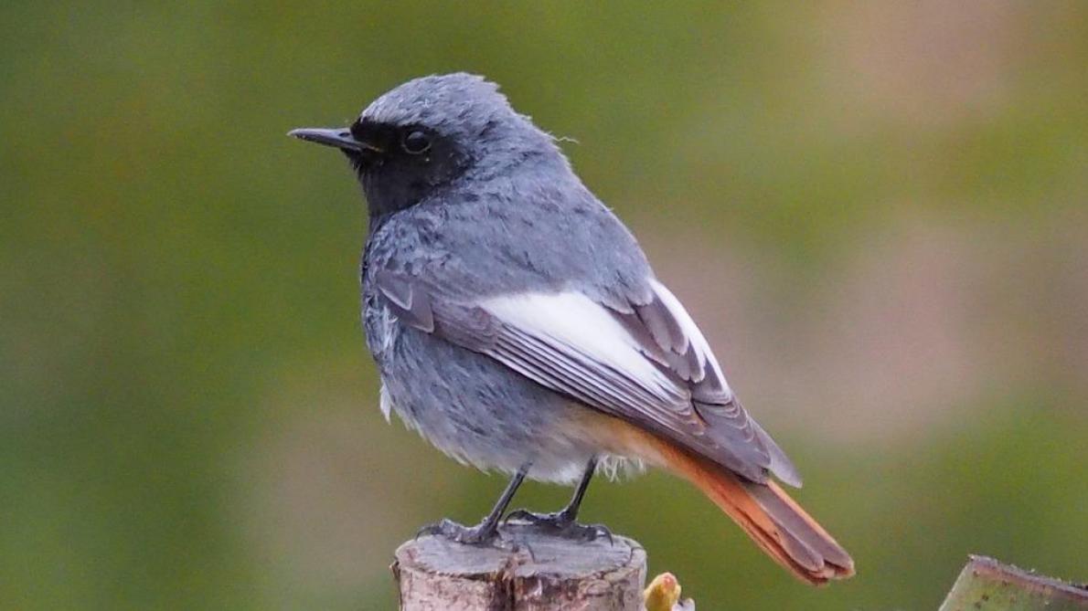 Plus De 50 Des Espèces Doiseaux Les Plus Répandues De