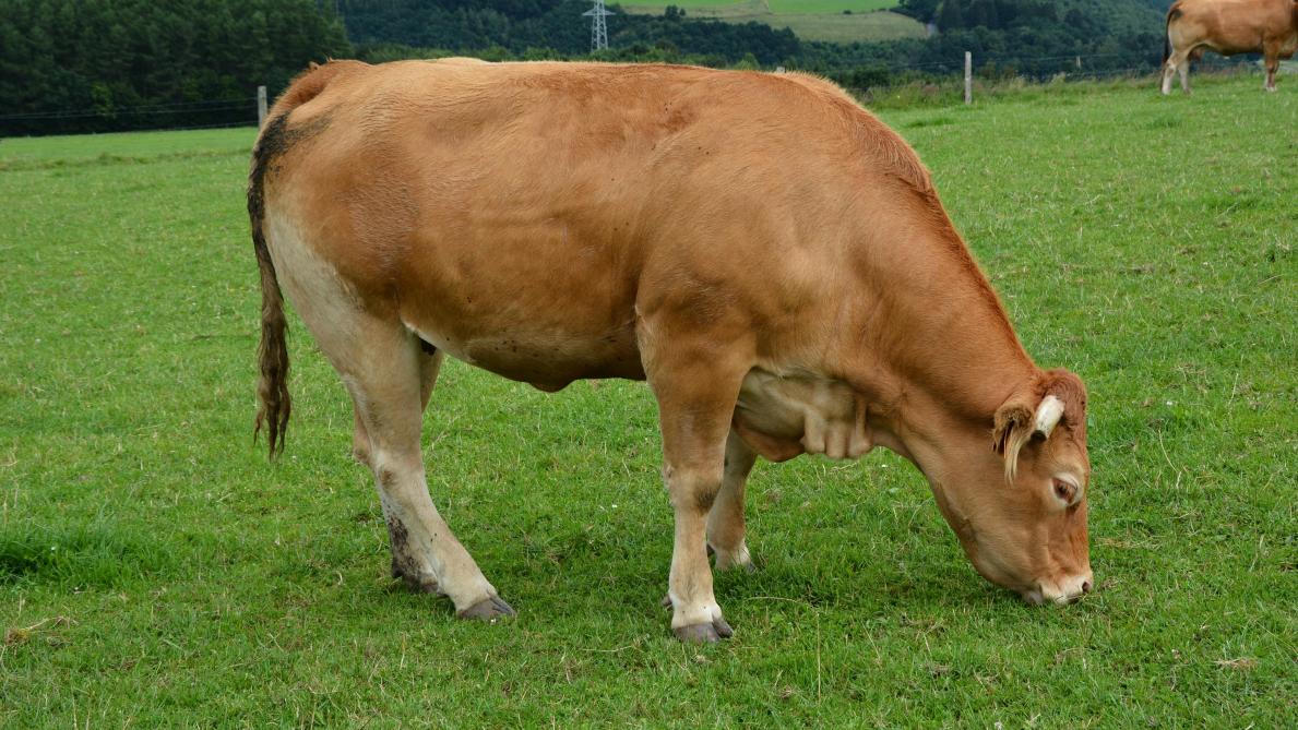 En Flandre, le nombre de bovins bio a pratiquement doublé en un an.