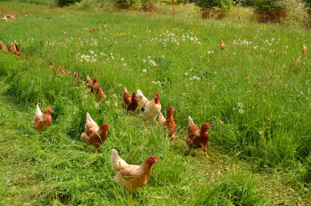 Le Jardin Des Poussins Notre Poulailler Devient Mobile