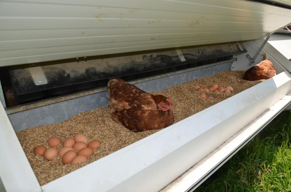 Un Poulailler Mobile Pour Des Pondeuses Qui Paturent Video Sillonbelge Be