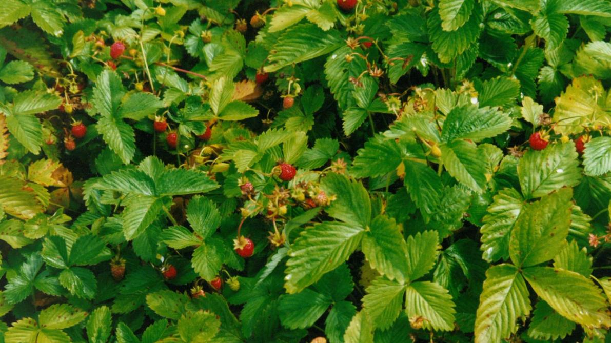 Les Fraises De Rutilantes Americaines Sillonbelge Be
