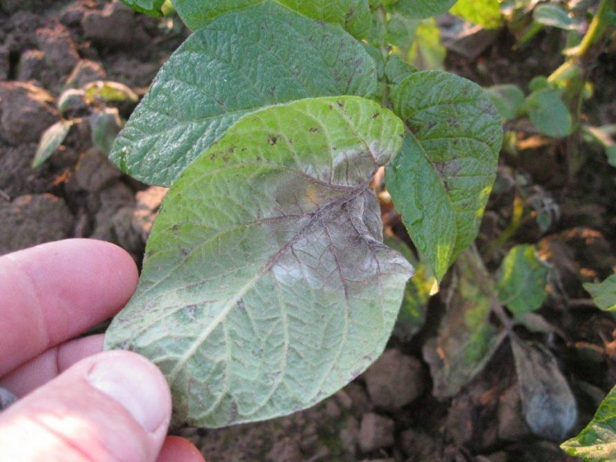 Le Mildiou De La Pomme De Terre Au Potager Anticiper Sa Venue Pour S En Proteger Sillonbelge Be