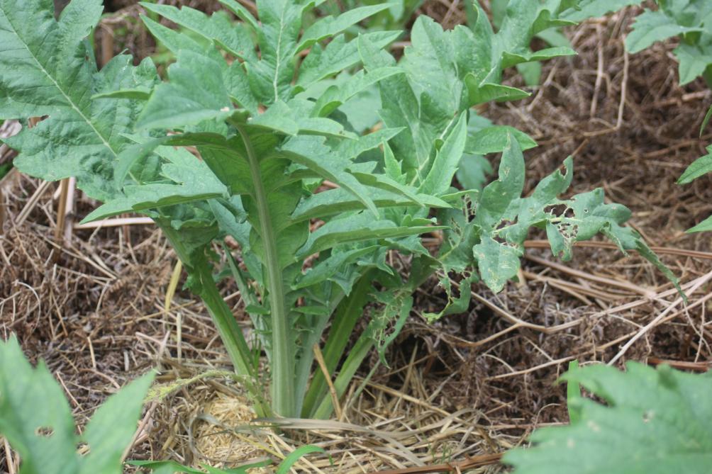 Au Jardin Potager Dans La Meme Famille Que L Artichaut Pourquoi