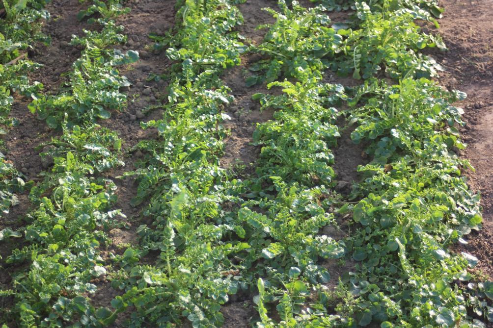 Dans La Gamme Des Legumes Prets A L Emploi La Roquette L Atout