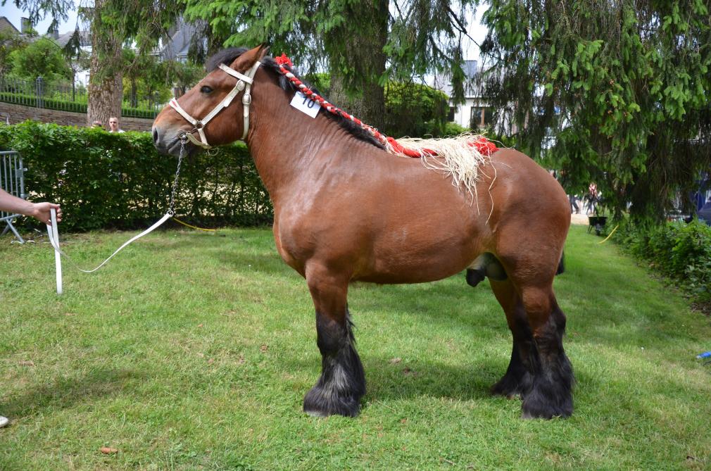 Accouplement Des Chevaux De Trait Concours de chevaux de Trait de Bastogne - SillonBelge.be