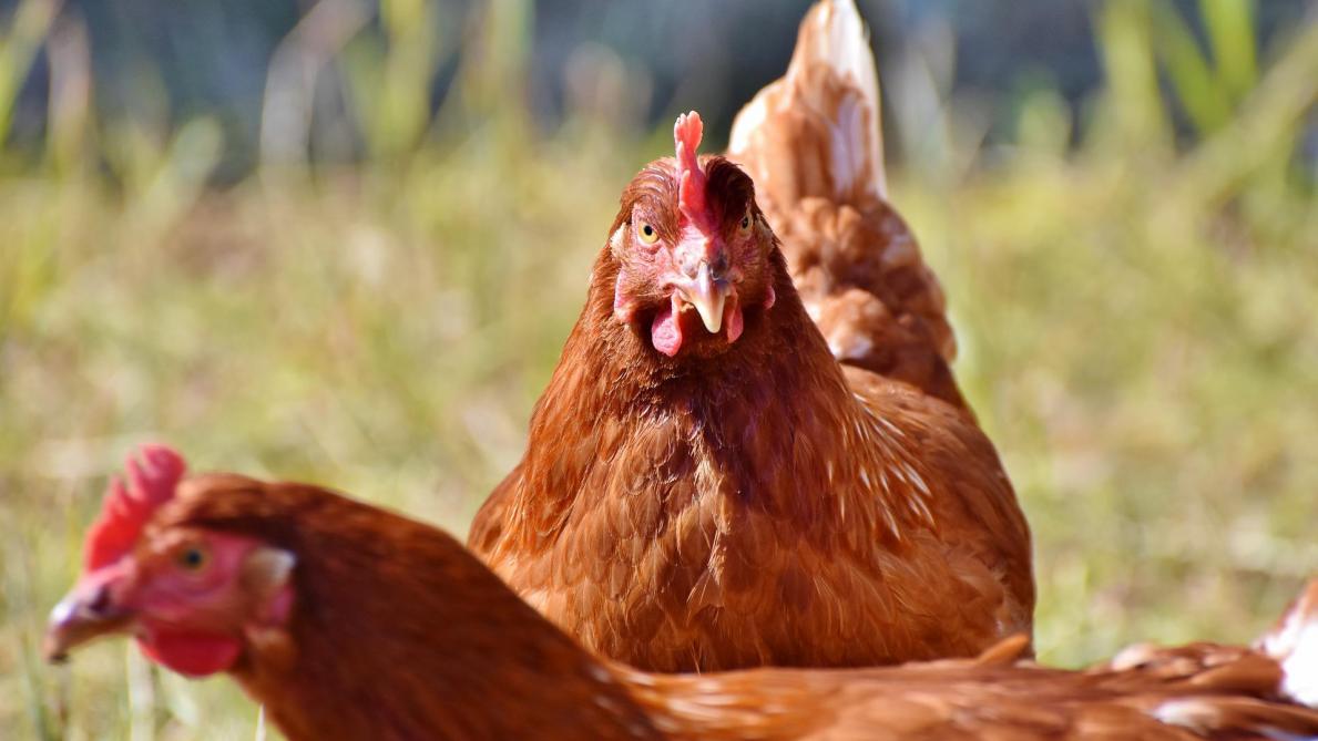 De nouvelles règles d’identification des volailles, à suivre pour le