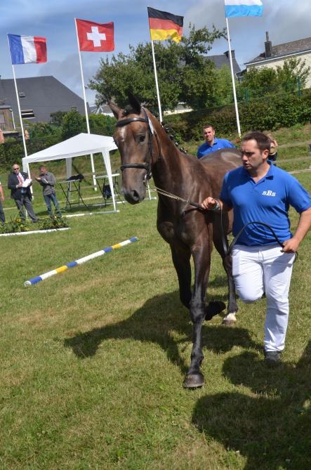 Les jeunes chevaux de sport seront présentés à la main et en liberté près du rond  d’Havrincourt.