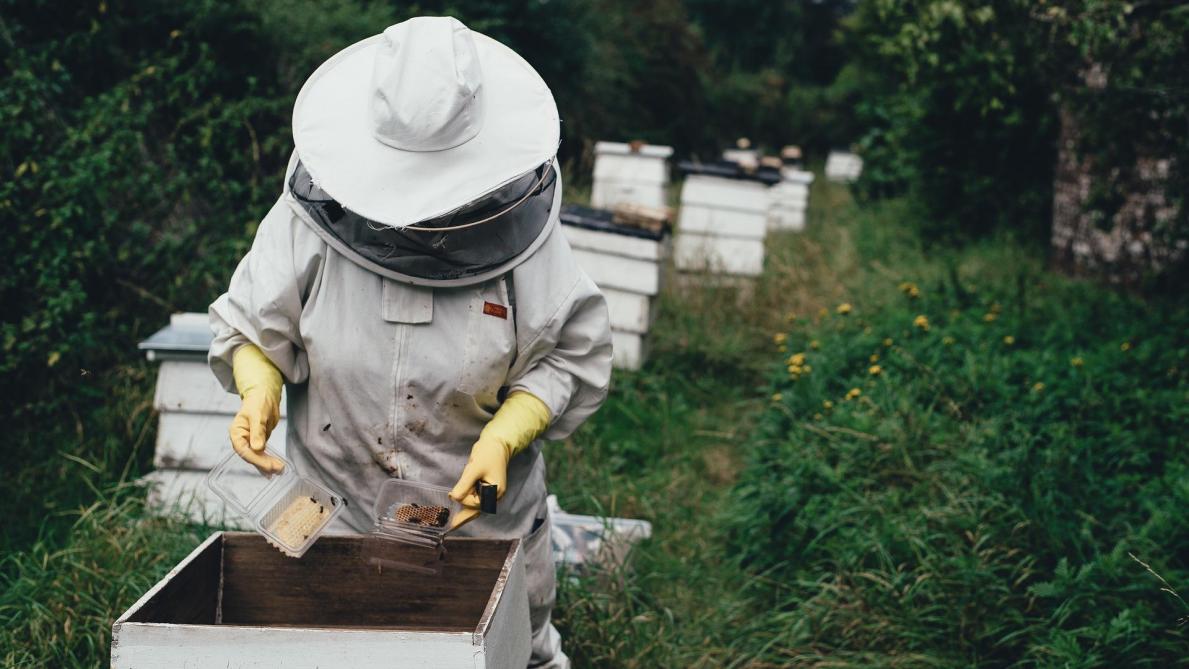 La Wallonie soutient la formation des apiculteurs