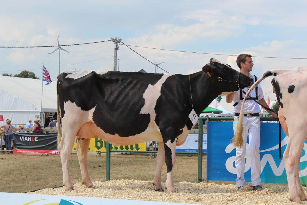 Un 15e Concours wallon Holstein… sous le signe de la jeunesse