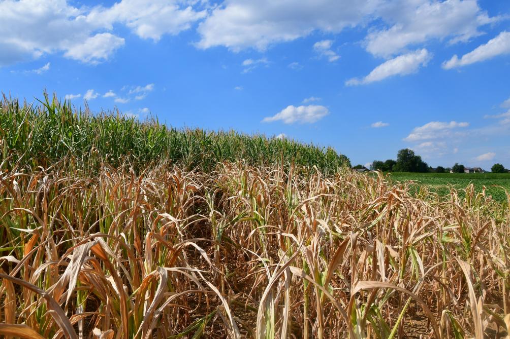 Les techniques de refroidissement de la planète via la géo-ingénierie ne semble pas en mesure de contrer les effets du changement climatique sur la production agricole.