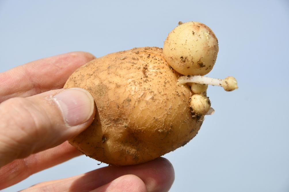 Les Pommes De Terre Dans Le Nord Ouest De L Europe Moins De 24 Millions De Tonnes Sillonbelge Be
