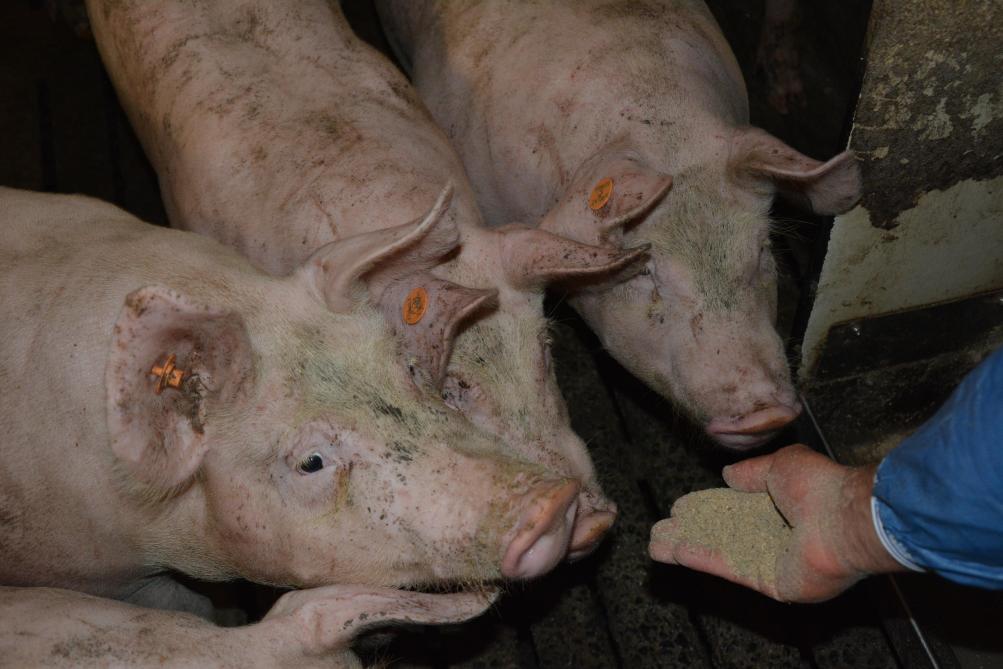 PPA: plus 4.000 porcs sains seront mis à mort