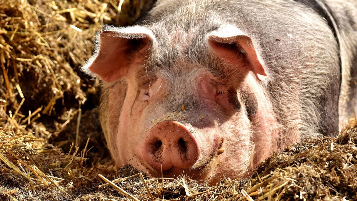 Les éleveurs surpris de la décision de Ducarme de mettre à mort les porcs domestiques