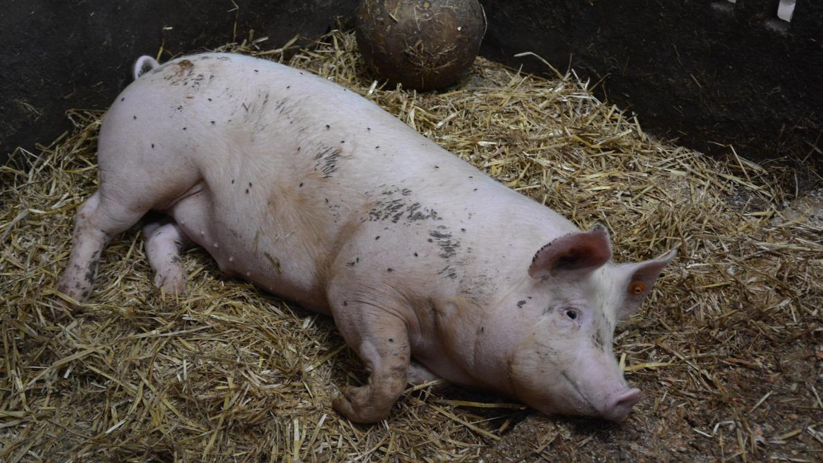 « Le type d'élevage – bio ou conventionnel – sera pris en compte dans le calcul de  l’indemnité d’abattage », avance le ministre fédéral de l’Agriculture, Denis Ducarme.