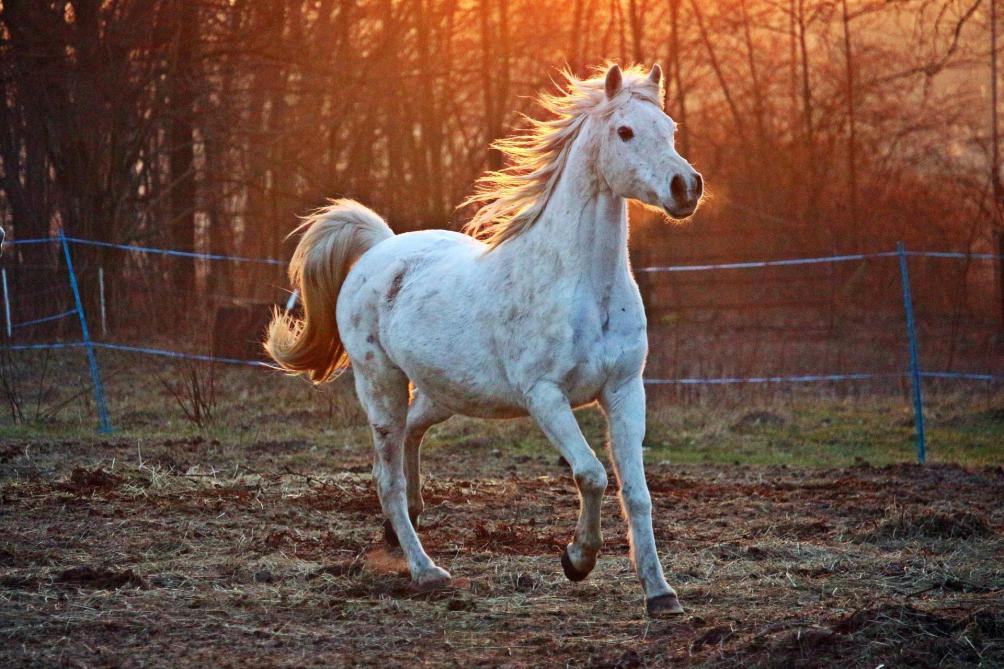 Avoir Un Cheval Chez Soi Une Responsabilite Qu Il Convient De Bien Considerer Sillonbelge Be Pour les projets projets personnels et commerciaux. le sillon belge