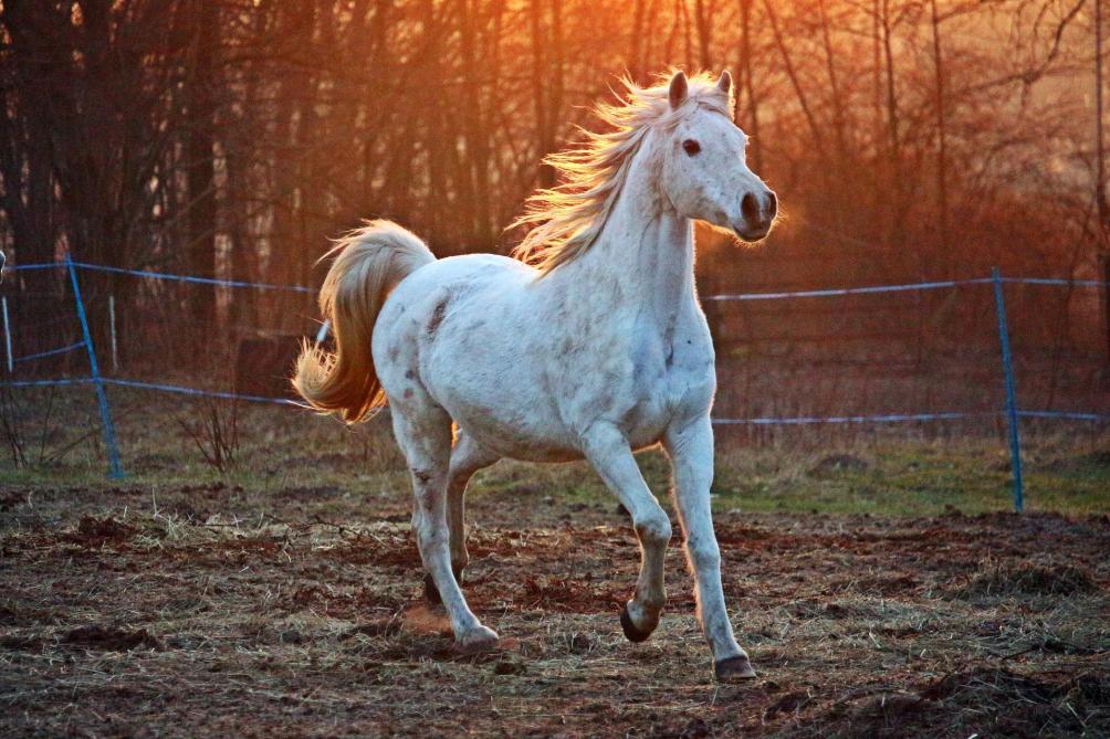 Avoir Un Cheval Chez Soi Une Responsabilite Qu Il Convient De Bien Considerer Sillonbelge Be