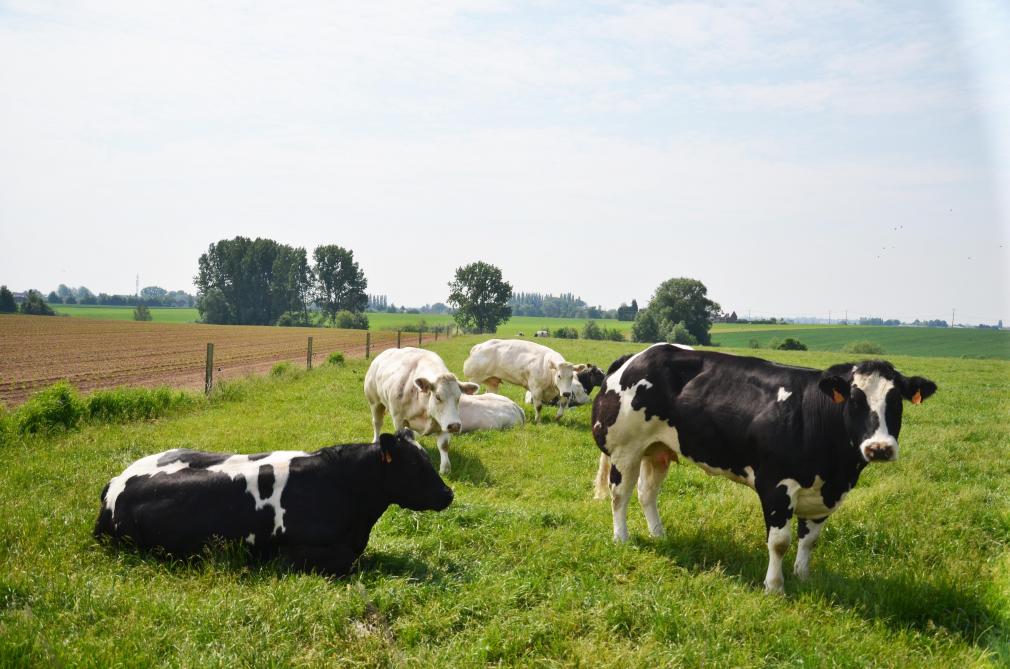 Grâce au moniteur de durabilité, le secteur bovin peut désormais fournir régulièrement  des informations sur l’évolution des efforts déployés par les exploitations pour produire  de la viande de manière durable.