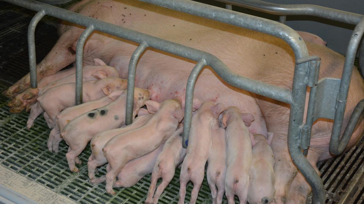 Le cheptel porcin européen se contracte légèrement (-1 %)  tandis que la production de viande s’affiche en hausse de 1,5 %.
