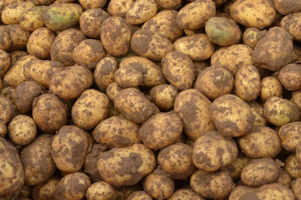 Recolte De Pommes De Terre 2018 Coup D œil Sur Les Perspectives De Valorisation Sillonbelge Be
