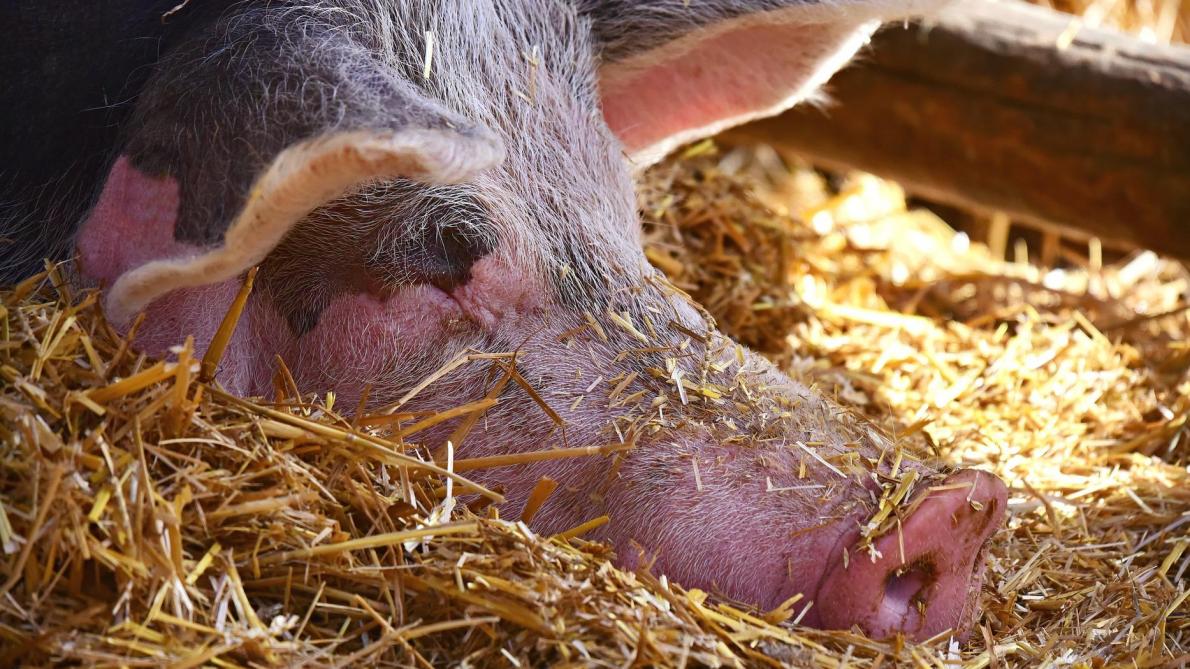 Peste porcine africaine: des éleveurs gaumais attaquent l’arrêté Ducarme au Conseil d’Etat