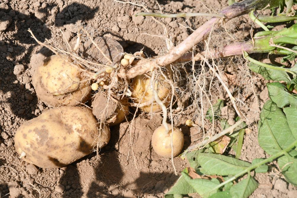 Premieres Estimations Delivrees Par L Office Statistique Belge 2018 La Pire Annee Agricole Depuis 2013 Sillonbelge Be