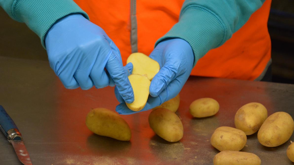 Les pommes de terre sont coupées en deux afin de confirmer, notamment, l’absence  de pourriture brune ou annulaire.