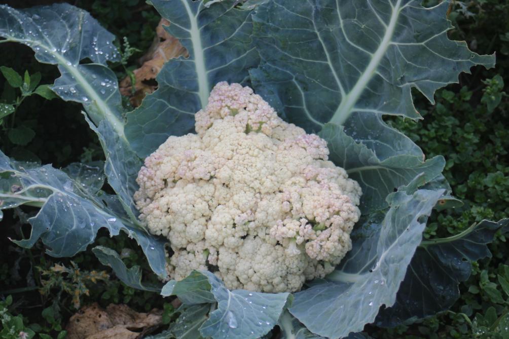choux fleurs brocolis et romanesco les choux a inflorescence sillonbelge be