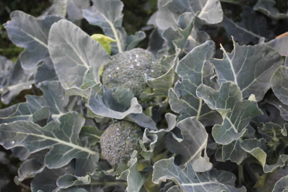 Choux Fleurs Brocolis Et Romanesco Les Choux A Inflorescence Sillonbelge Be