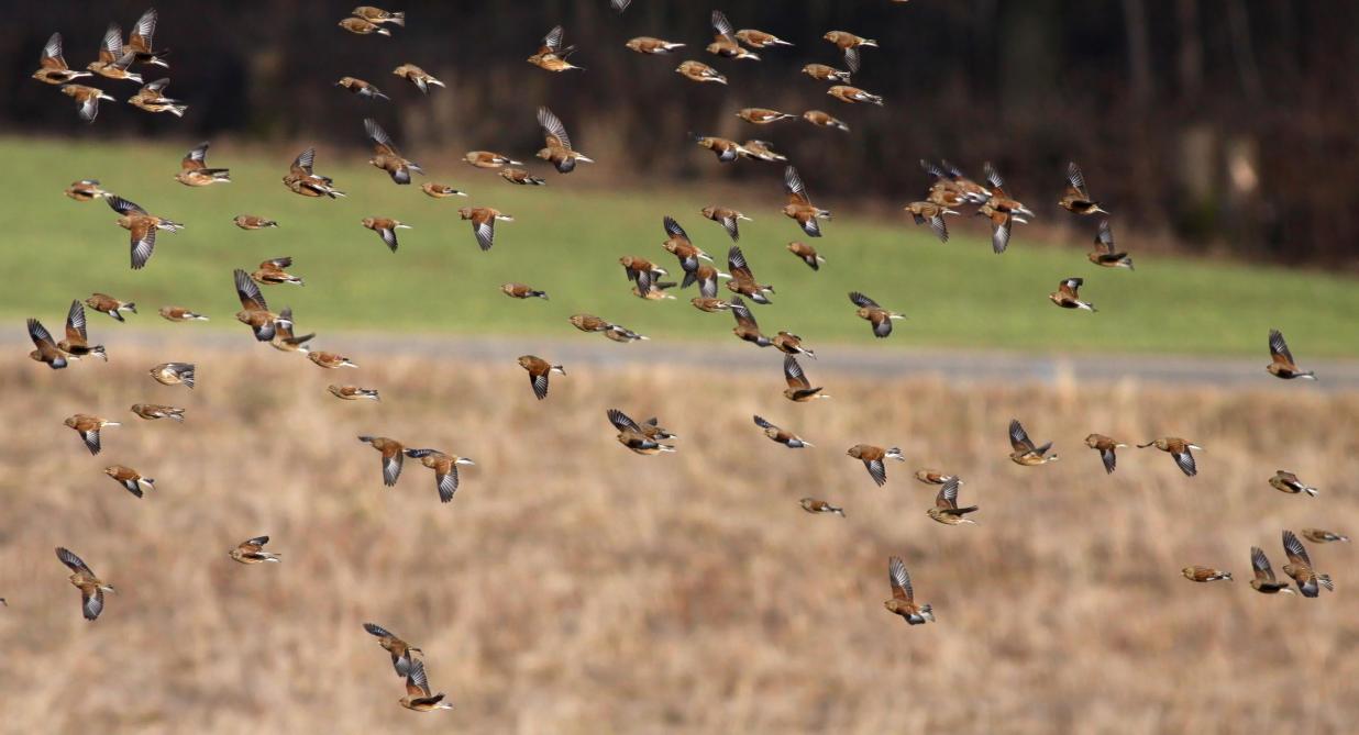 Quelles graines à donner pour quelles espèces d'oiseaux