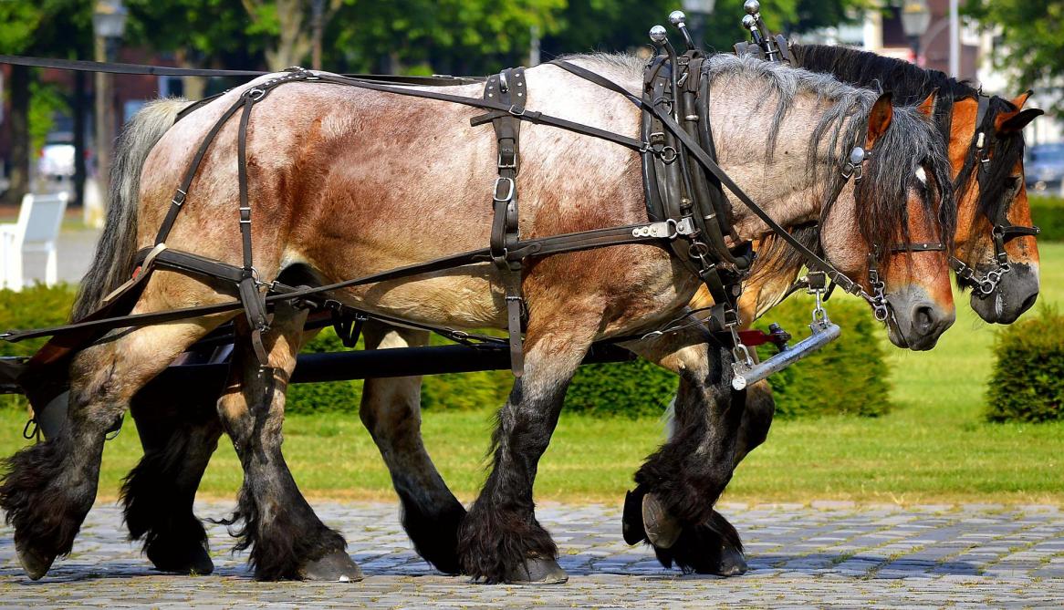 Appel A Projet Cheval De Trait Aussi Pour Les Maraichers Et Viticulteurs Sillonbelge Be Appel A Projet Cheval De Trait Aussi Pour Les Maraichers Et Viticulteurs Sillonbelge Be