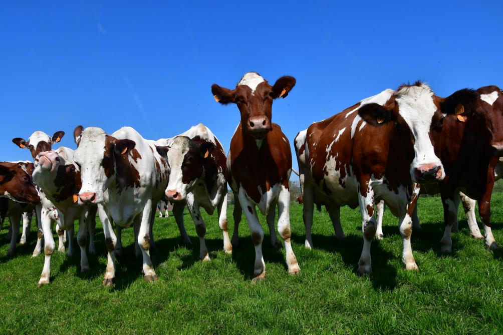 Les éleveurs affiliés à la laiterie Inex basée à Bavegem en Frandre orientale ont reçu aujourd’hui la proposition de souscrire à une collaboration avec le groupe Colryut, sur la base d’un prix fixe de 34,76 centimes/litre pour une partie de leur volume de lait.