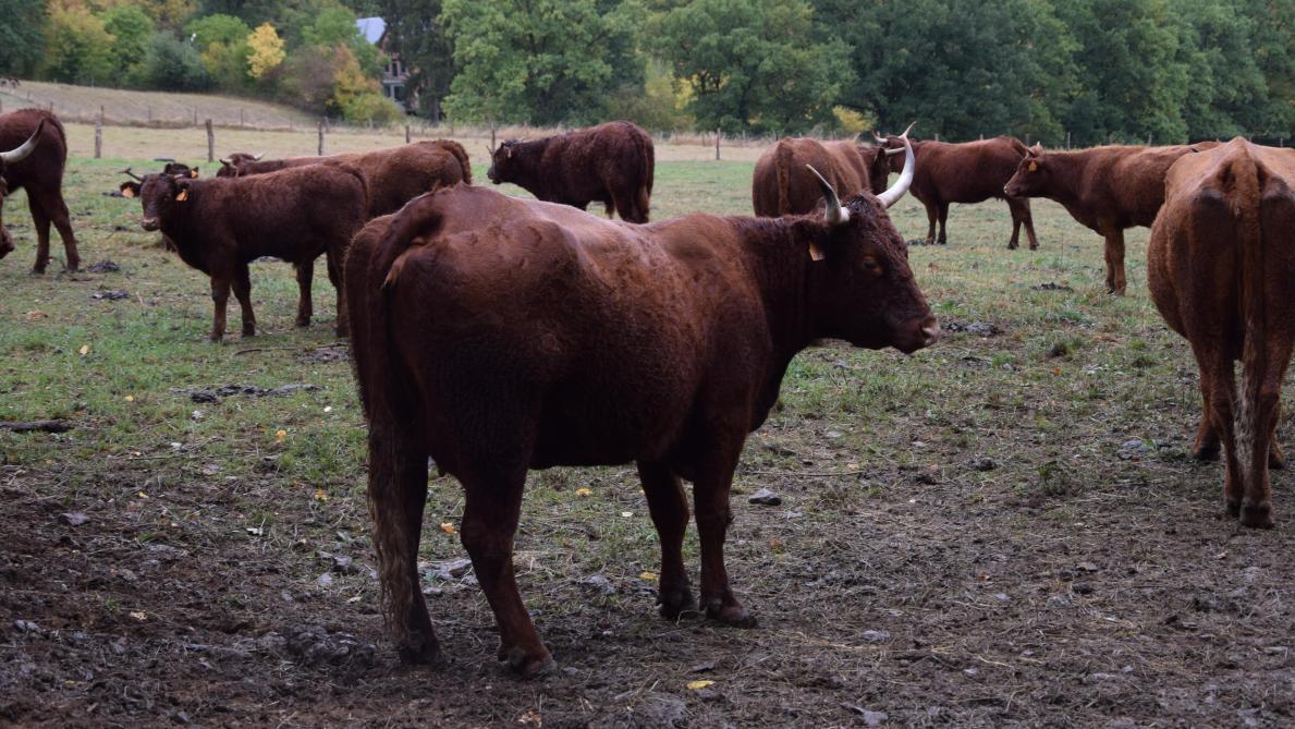 La Wallonie devrait bientôt disposer d’unités mobiles pour l’abattage de bovins