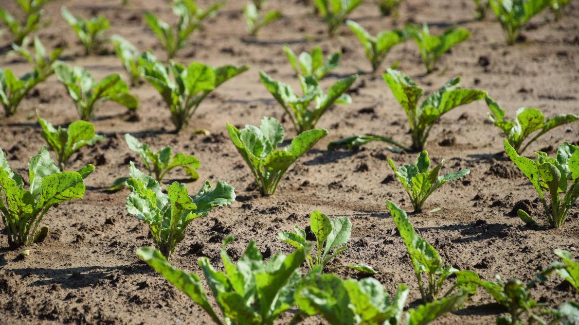 Betteraves Sucrieres Stop Ou Encore Sillonbelge Be