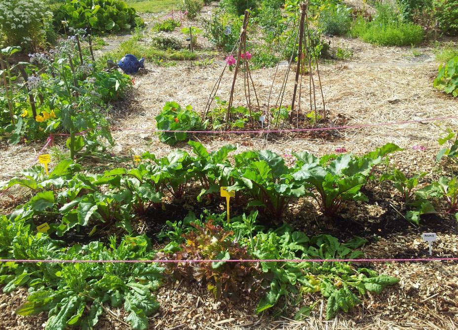 Le Jardin Potager Adopte La Permaculture Sillonbelge Be