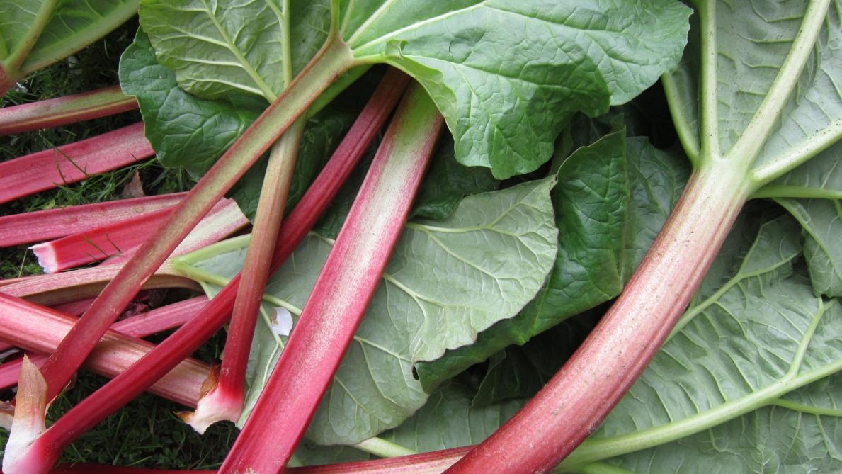 La recette de la semaine: avec quelques branches de ...