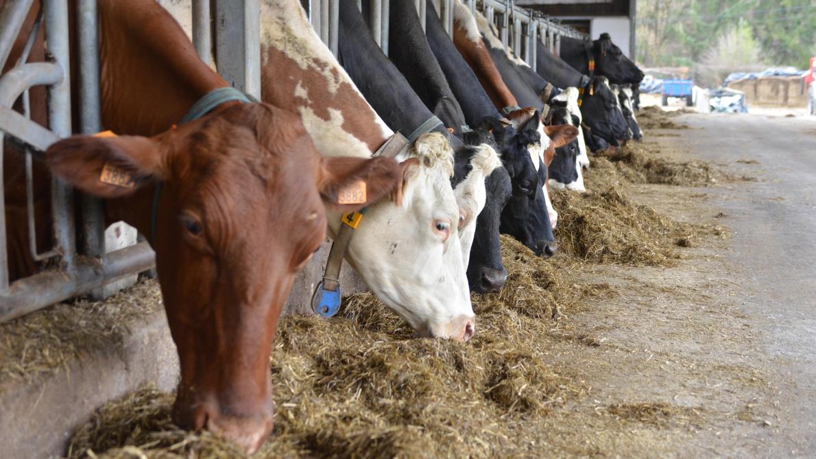 Selon la Commission européenne, le marché laitier est jugé équilibré même si les marges des producteurs s’amenuisent.