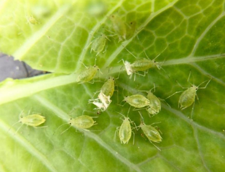 Betteraves sucrières toujours des pucerons verts SillonBelge.be