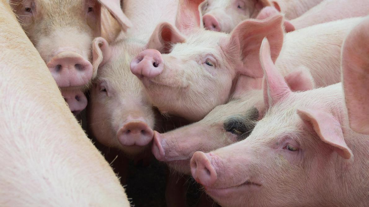 Peste porcine africaine: un impact «significatif» sur les marchés agricoles mondiaux