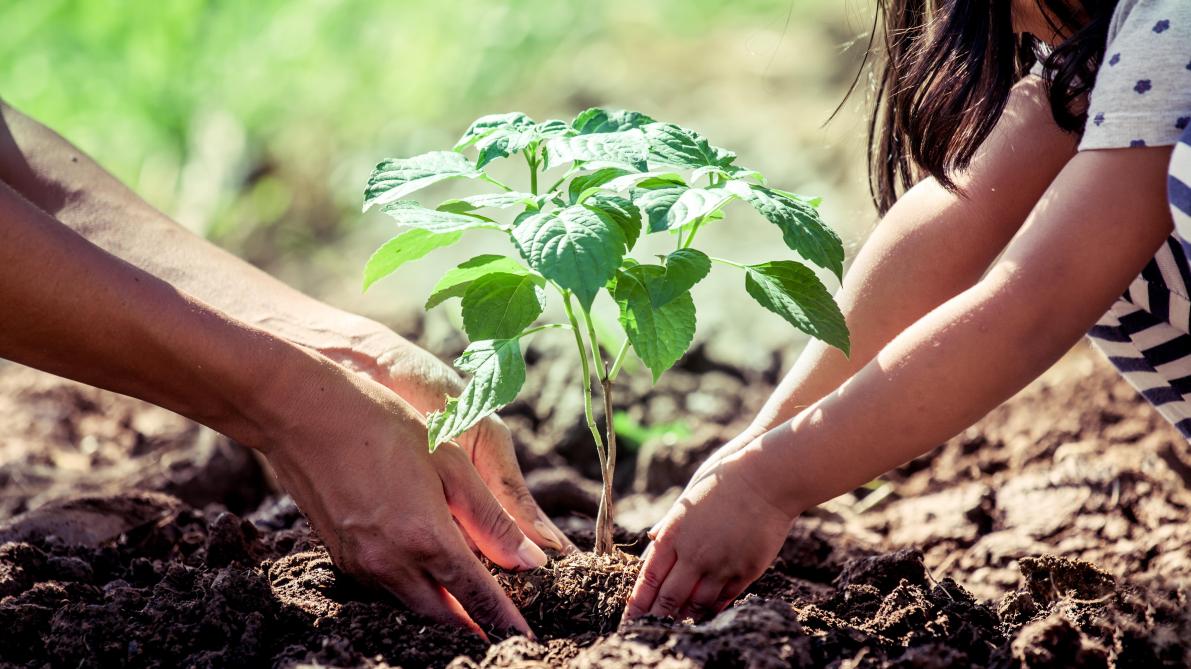 Il Y A Du Brouhaha Dans Le Potager