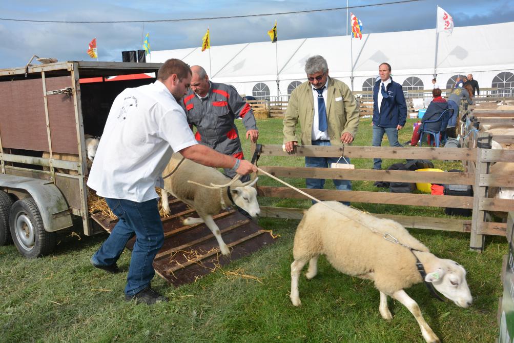 C’est le samedi 27 juillet que les amateurs des races ovines se retrouveront pour les traditionnels concours.