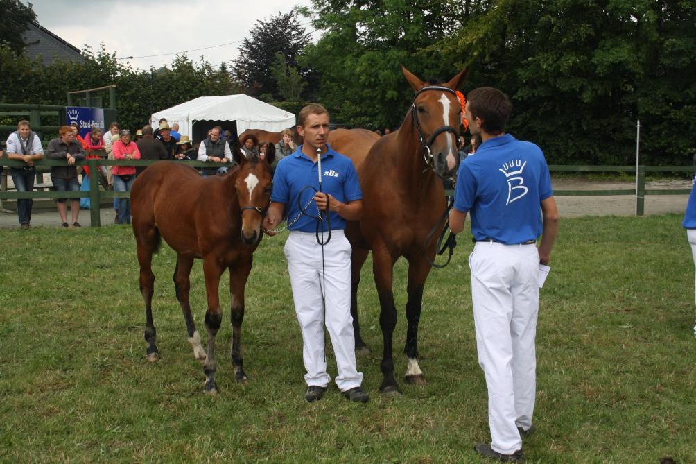 Durant ce long week-end, du 26 au 28 juillet prochains, le concours d’élevage de chevaux de sport de Libramont accueillera les meilleurs produits des élevages de Wallonie, de Flandre occidentale et des Hauts de France dans le cadre du projet européen EQWOS.