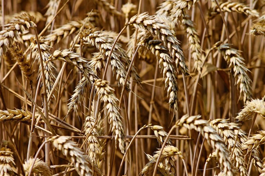 Le blé en hausse, inquiétude sur les conditions climatiques en Europe et aux États-Unis