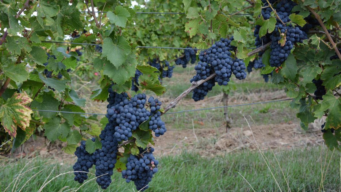 Les 154 vignerons belges ont produit 1,5 million de litres de vin l’an dernier