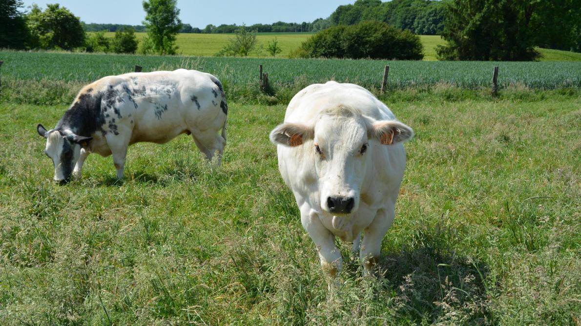 La Belgique n’a jamais eu l’occasion de vendre sa viande bovine en Chine.  Une situation amenée à changer dans les prochaines années ?