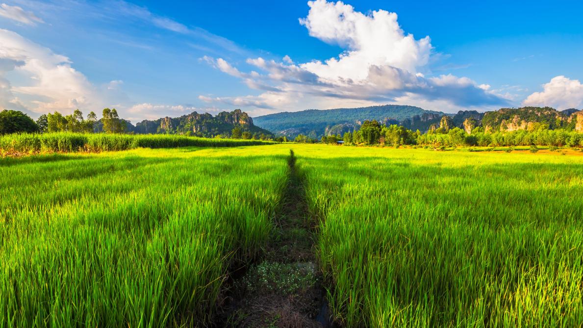 La Thaïlande va interdire le glyphosate et deux autres pesticides