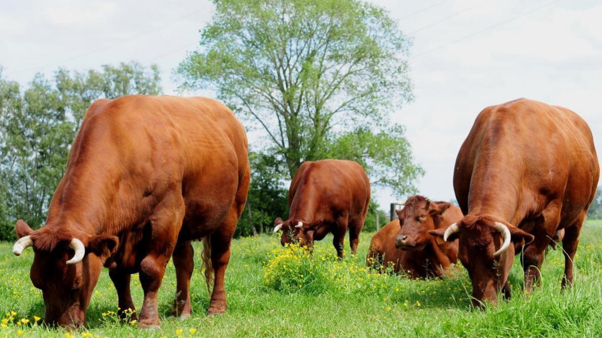 La viande rouge de Flandre occidentale reconnue appellation d’origine protégée